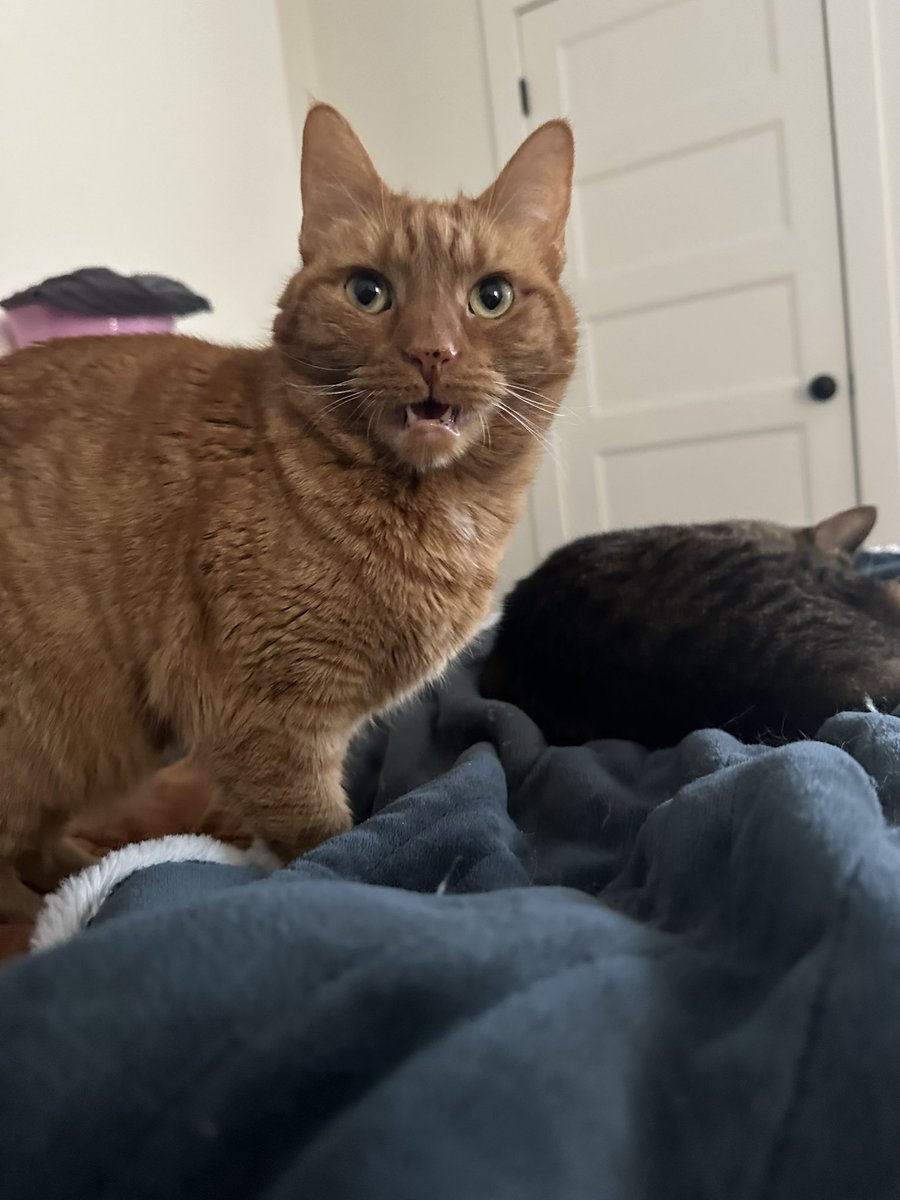 Smöl Patrick (& Gilly 🙄) tweet media