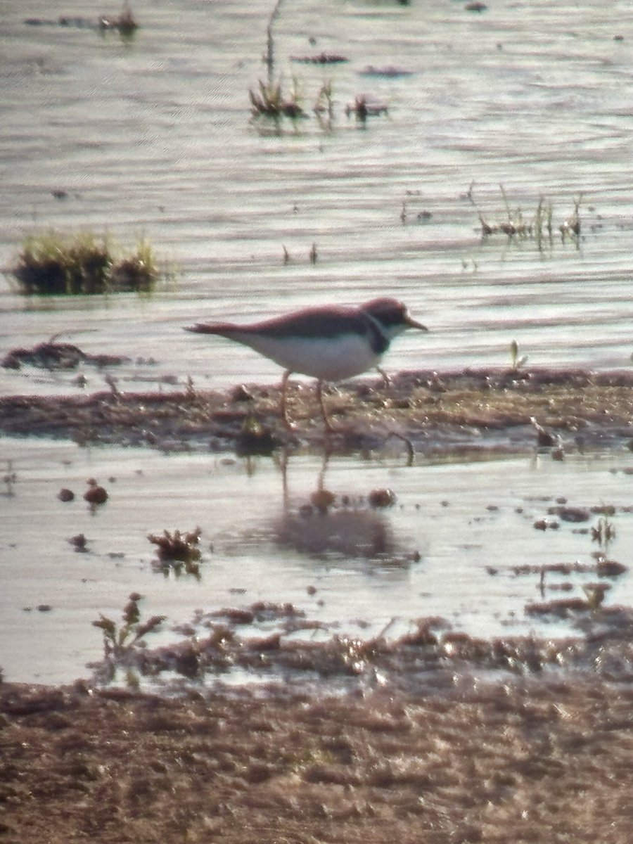 Steve Richards tweet media