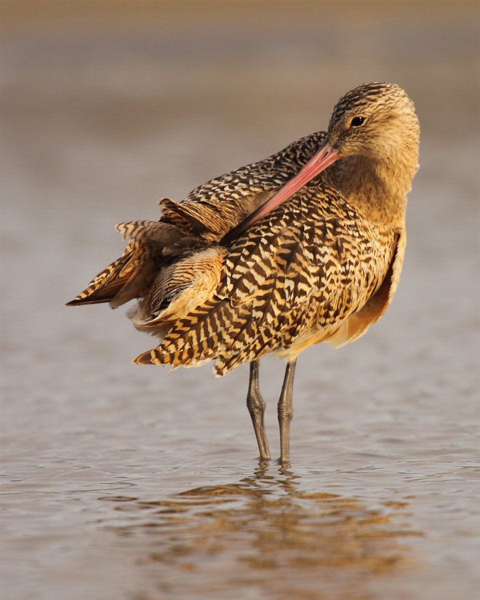 Rachel Carson Council tweet media