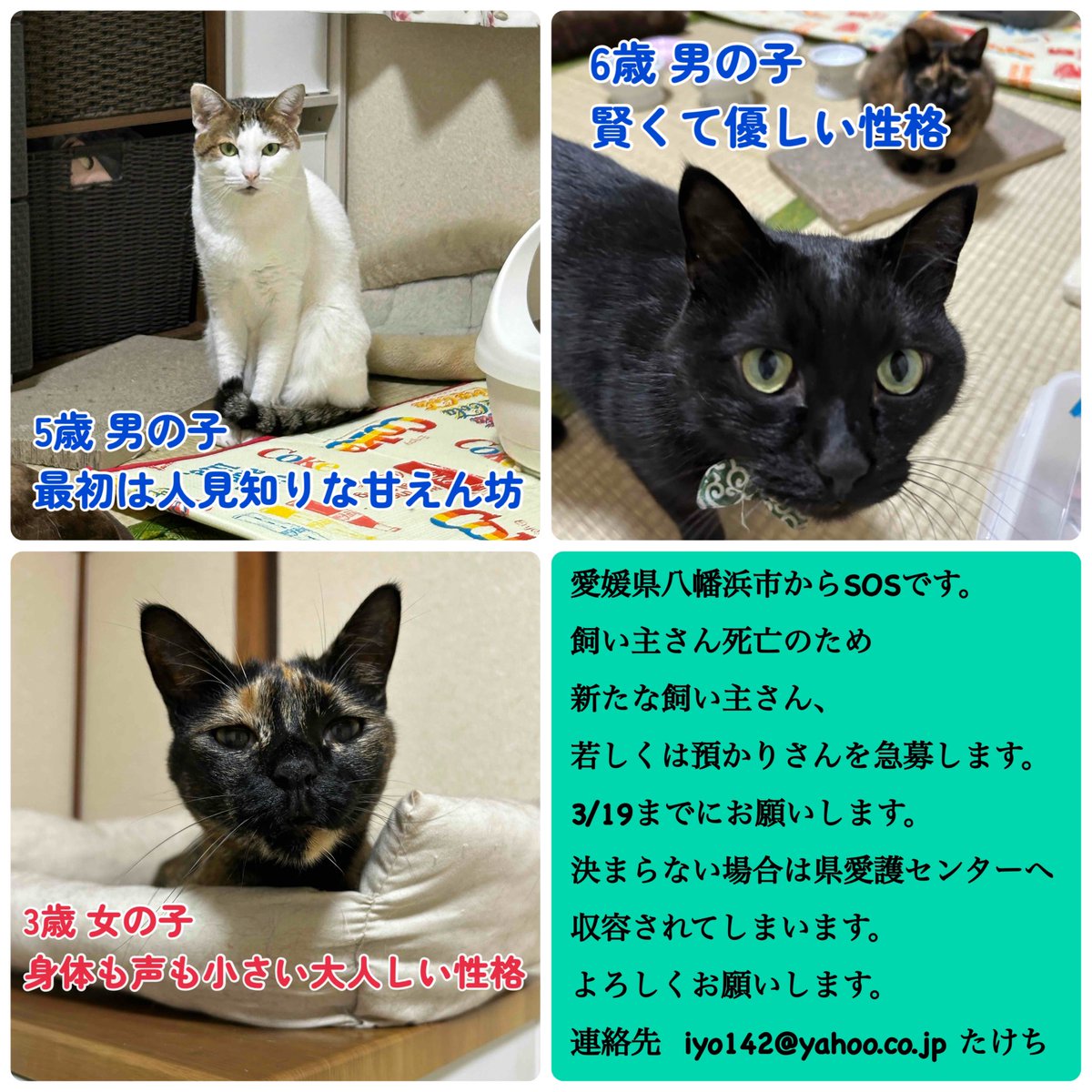 iyonyan142's tweet photo. 飼い主さん死亡のため、この子達の新たな飼い主さんを募集します。人懐っこい3匹です。
どうか宜しくお願いします。
期限3/19
#愛媛県八幡浜市
#拡散希望

https://t.co/fdILOsaHkQ https://t.co/Pib1PwxcgK
