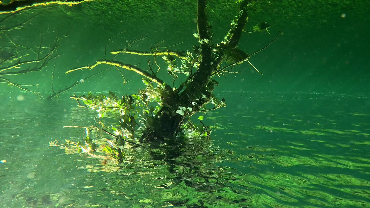 Military History Visualized tweet media