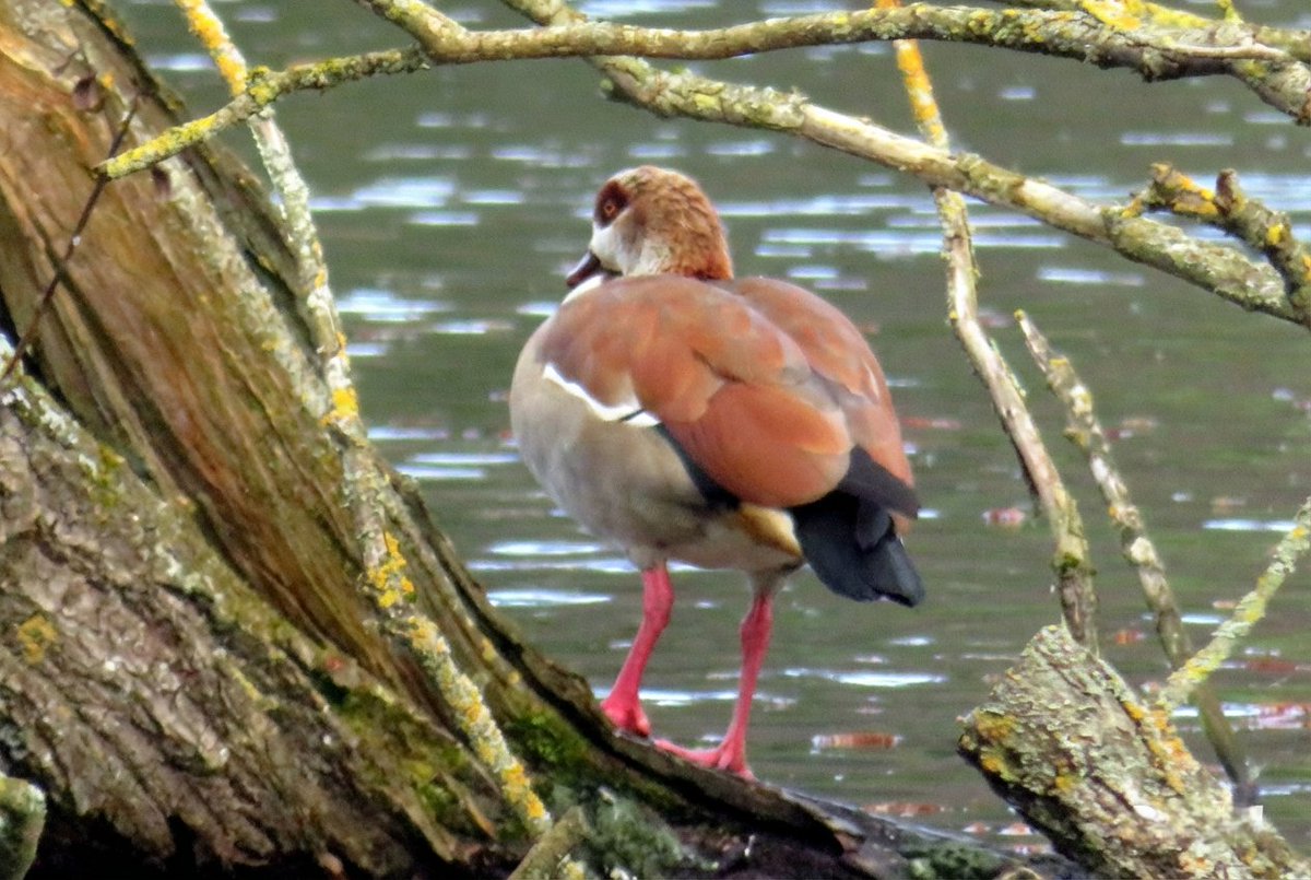 Steve Tandy tweet media