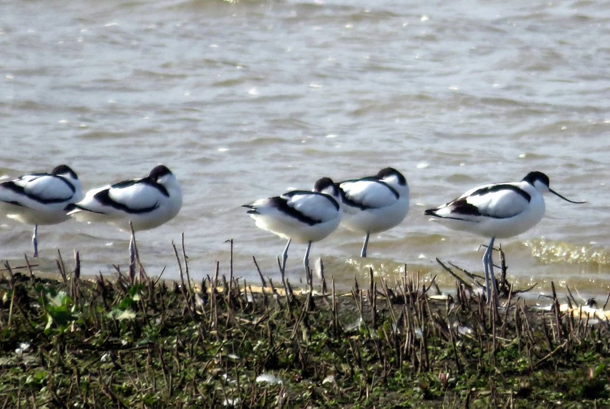 Steve Tandy tweet media