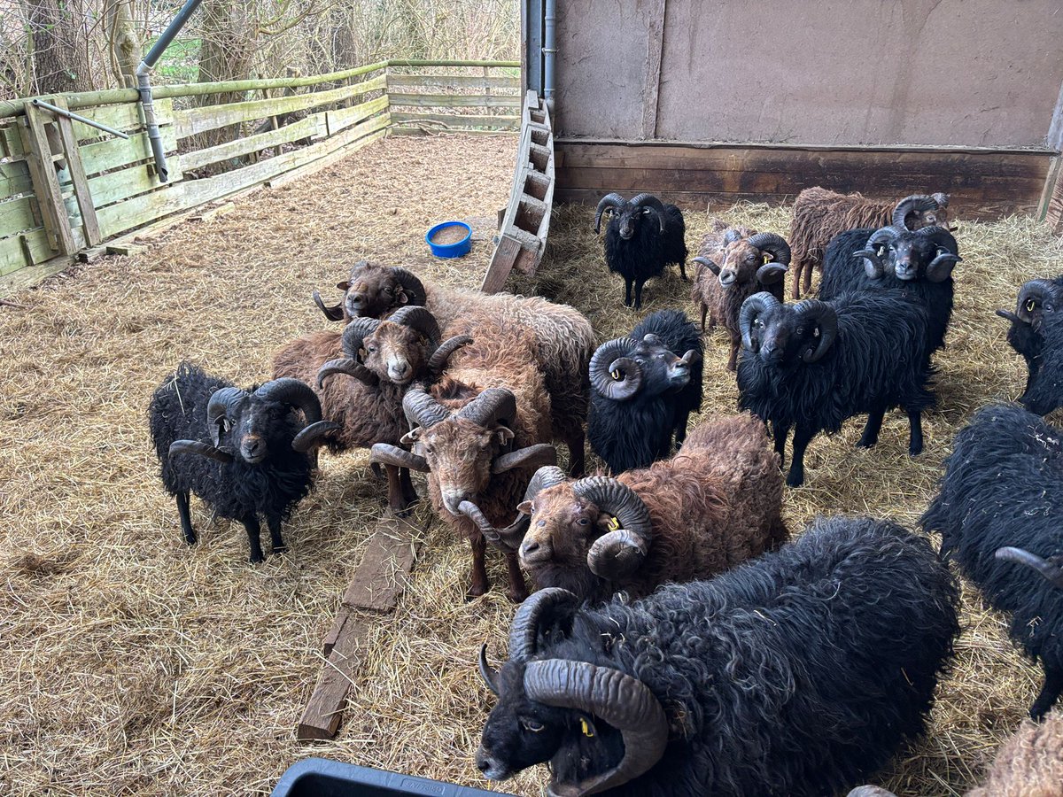 JorgBrinkmann's tweet photo. Ein Teil der Ouessant Böcke im Winterstall. Sie warten das es wieder Futter gibt im Solarpark🐏🍀🔥❤️ https://t.co/SLTDEoKdmn