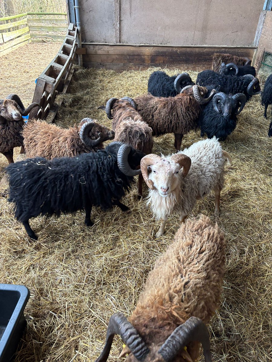 JorgBrinkmann's tweet photo. Ein Teil der Ouessant Böcke im Winterstall. Sie warten das es wieder Futter gibt im Solarpark🐏🍀🔥❤️ https://t.co/SLTDEoKdmn