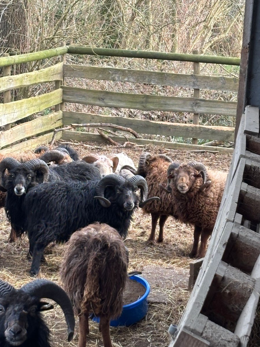 JorgBrinkmann's tweet photo. Ein Teil der Ouessant Böcke im Winterstall. Sie warten das es wieder Futter gibt im Solarpark🐏🍀🔥❤️ https://t.co/SLTDEoKdmn
