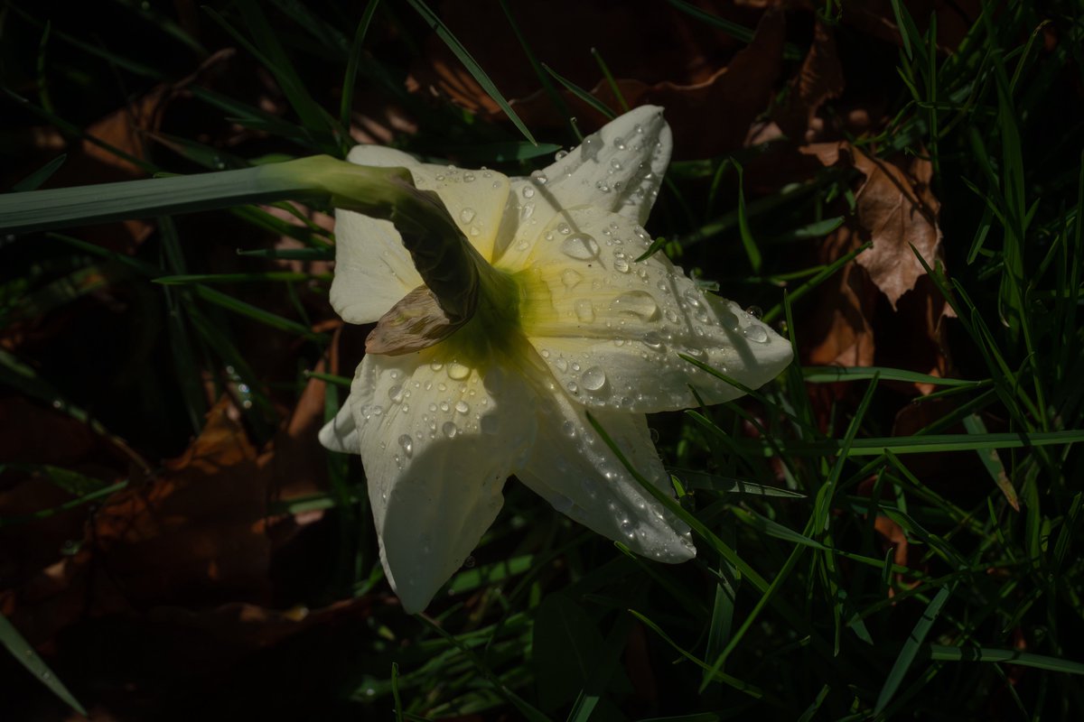 MelanieMalbon's tweet photo. Sunshine after the rain…
#photography #NaturePhotography #daffodils #March https://t.co/JyEiJcu38u