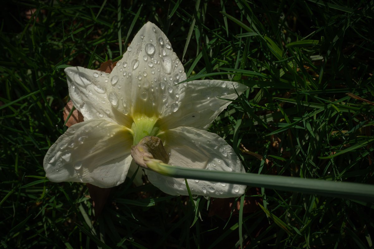 MelanieMalbon's tweet photo. Sunshine after the rain…
#photography #NaturePhotography #daffodils #March https://t.co/JyEiJcu38u