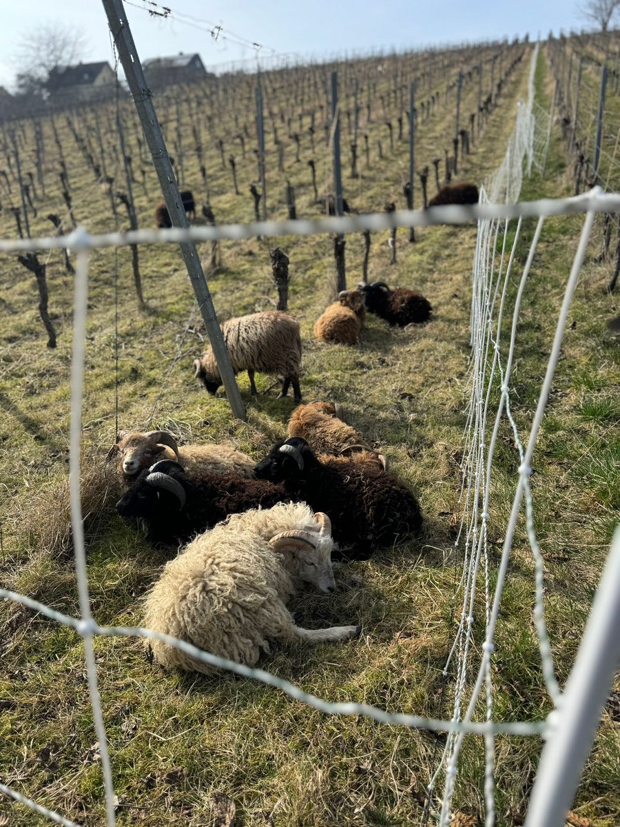 JorgBrinkmann's tweet photo. Ein Teil der Jungböcke 2025 Ouessant die in einem Weinberg bei Würzburg im Dienst sind. Erwischt bei Mittagspause🤭😅🐏🍀 https://t.co/BvtBCrNUwh