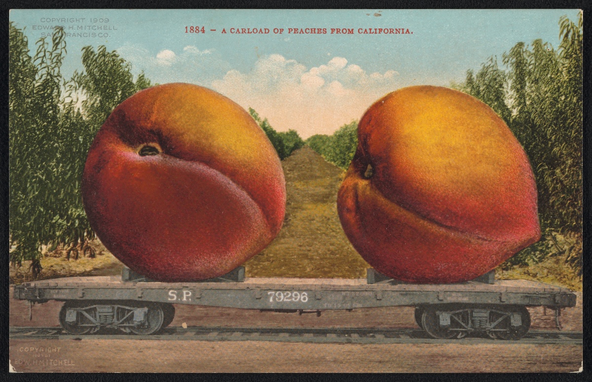 The Public Domain Review tweet media