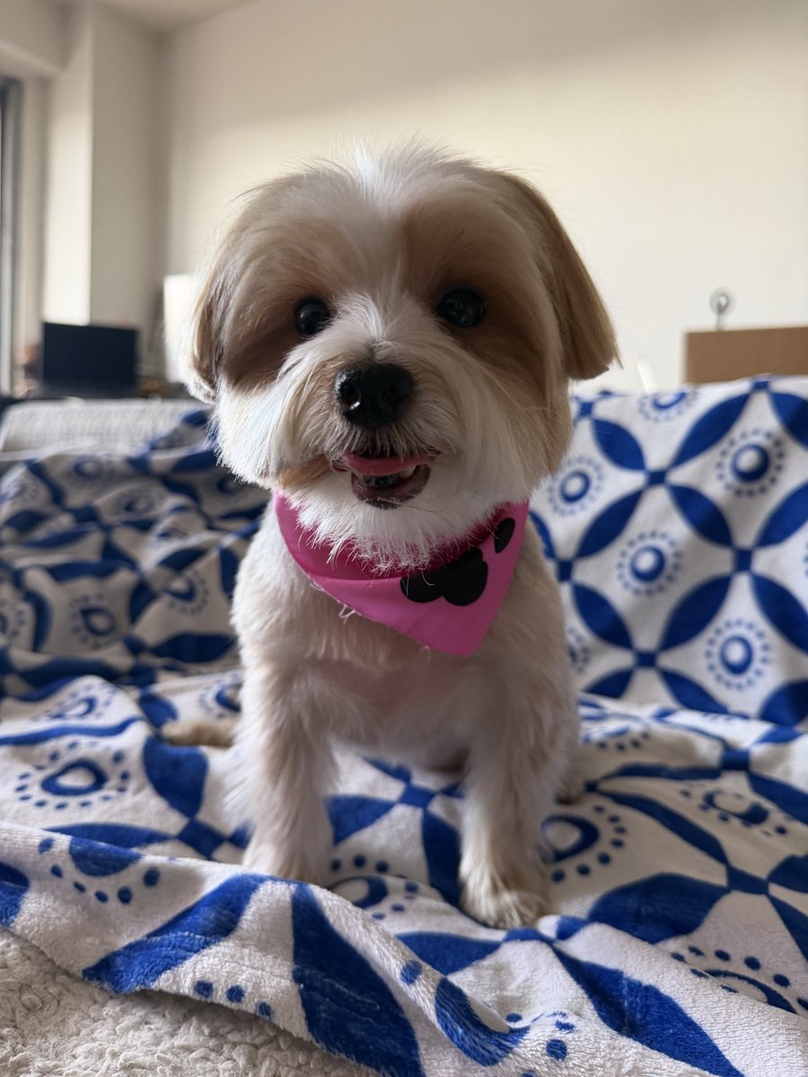 byasiaminor tweet media