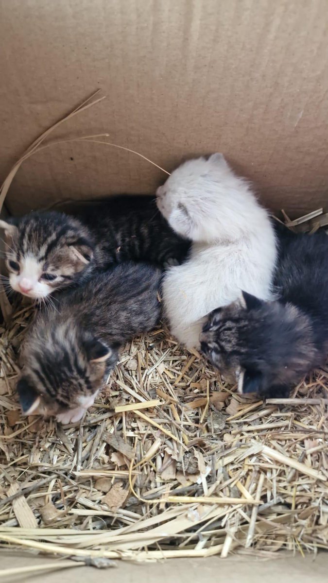 f_lo_morant's tweet photo. No paran se abandonar camadas de peques. Aquí os mostramos la última que hemos recogido  y cómo de les preoaraba el biberón.  Es vital para nosotrxs tener casas de acogida y muchxs voluntarixs porque no damos abasto.  Gracias por vuestra ayuda https://t.co/KEeWB2ySSn
