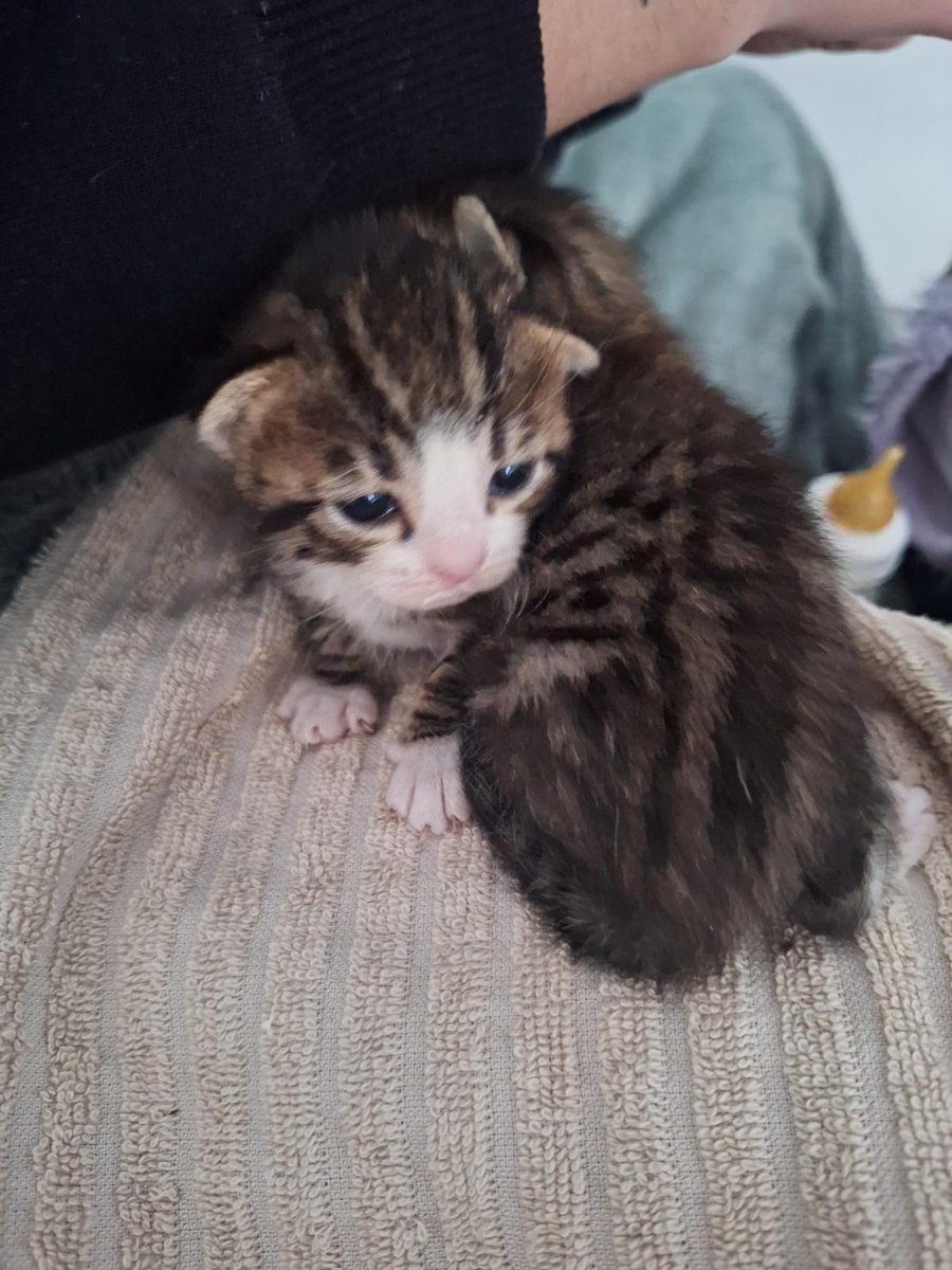 f_lo_morant's tweet photo. No paran se abandonar camadas de peques. Aquí os mostramos la última que hemos recogido  y cómo de les preoaraba el biberón.  Es vital para nosotrxs tener casas de acogida y muchxs voluntarixs porque no damos abasto.  Gracias por vuestra ayuda https://t.co/KEeWB2ySSn