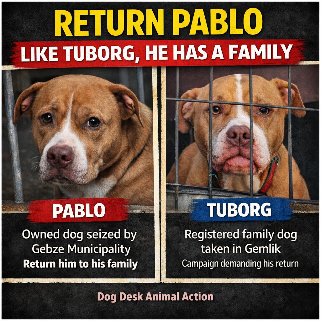 Pablo has a family.

He was microchipped. He was living at home. Now he is in a municipal shelter.

Something is very wrong here.

I've written about this in detail on substack ⬇️
dogdeskanimalaction.co.uk/p/pablo-has-a-…

Free to read although a subscription really helps our work with the dogs