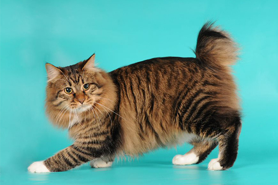 MetaSkei's tweet photo. @F0lteer Oh, it's because the species of cat Tazmin is, was supposed to be ambiguous, loosely based on the Egyptian God, Anubis
Plus, there are some cats with short tails that exist in real life https://t.co/dnUpPIbvSC