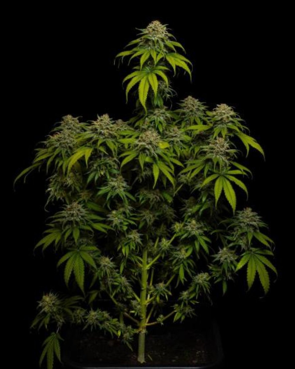 Paradise Seeds tweet media