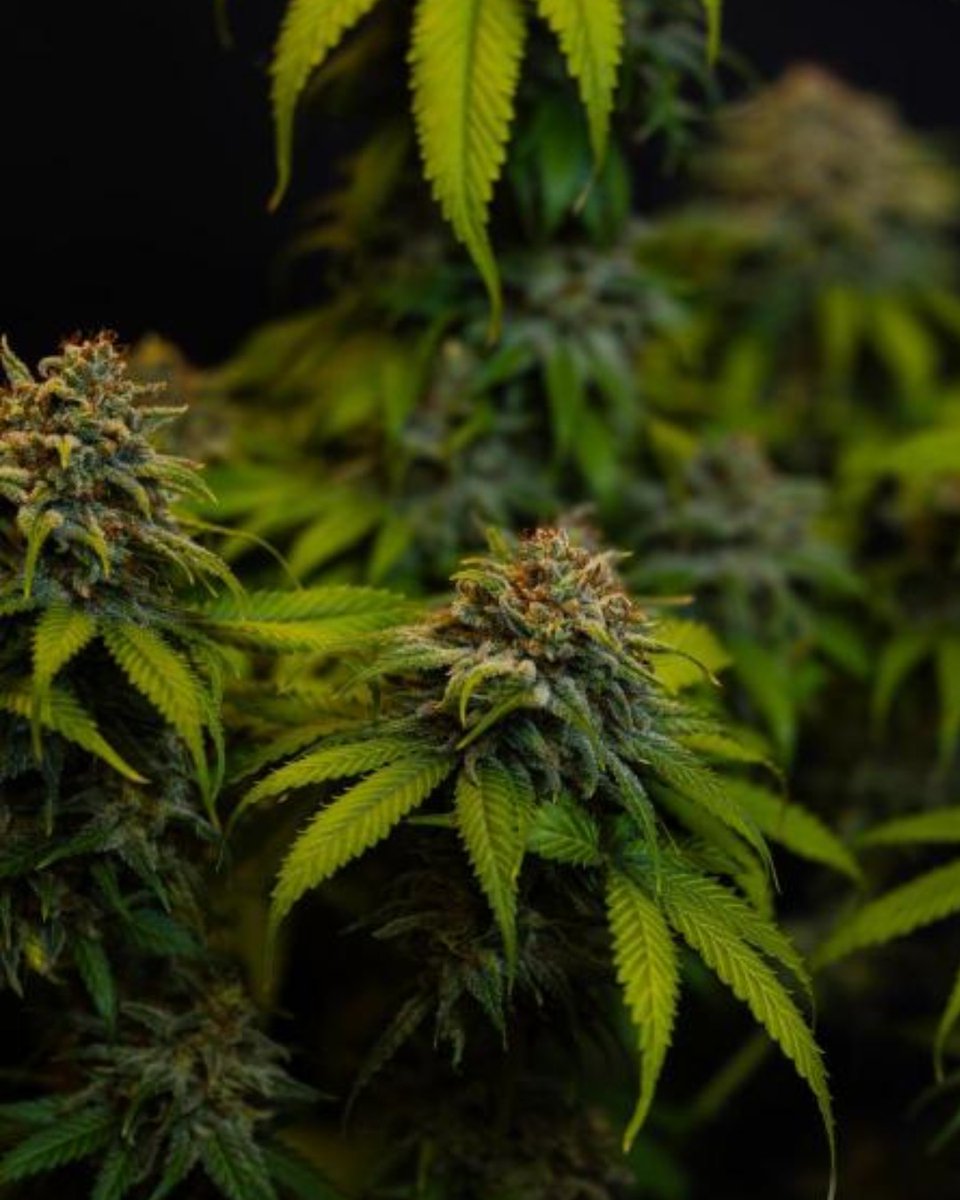 Paradise Seeds tweet media