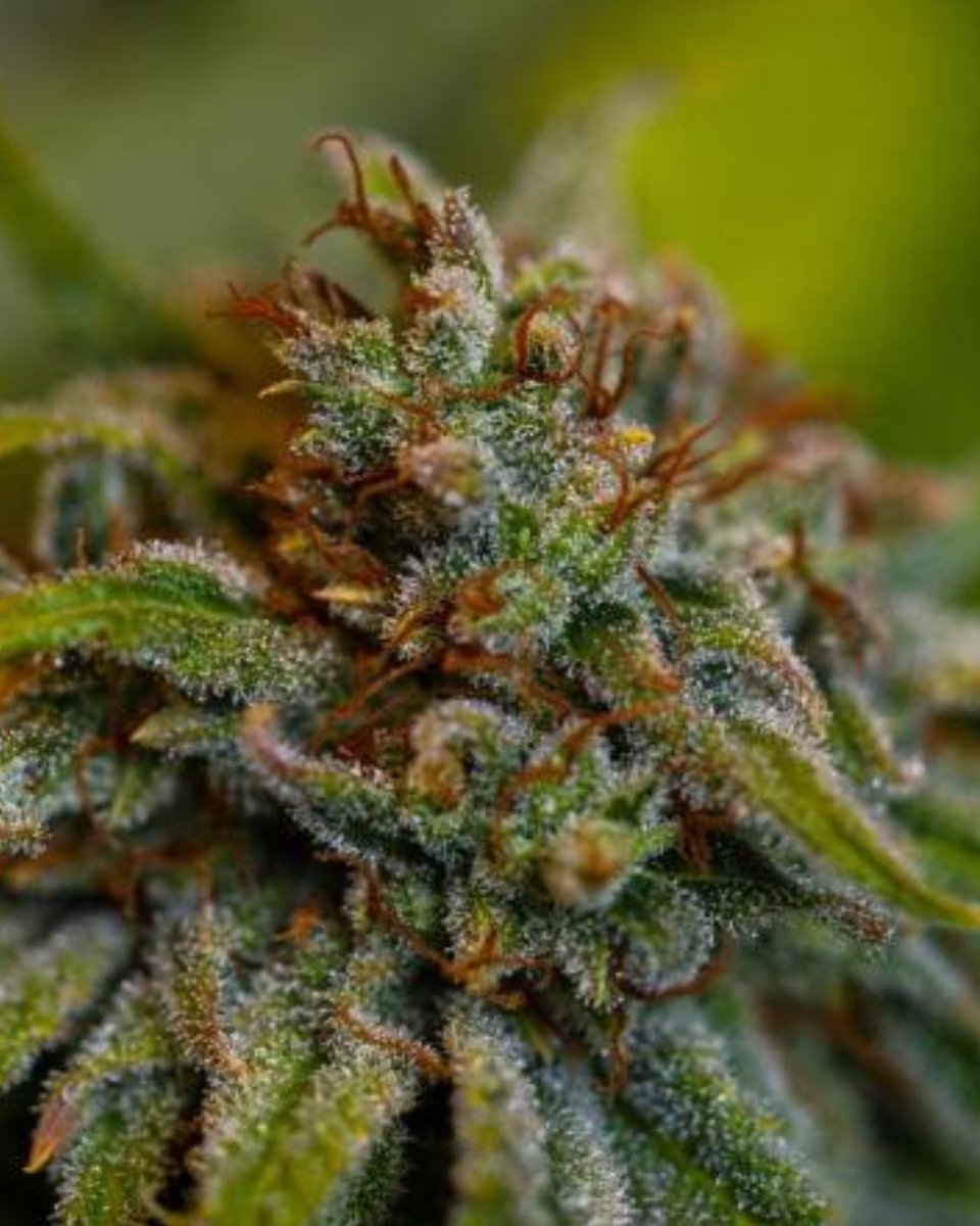 Paradise Seeds tweet media