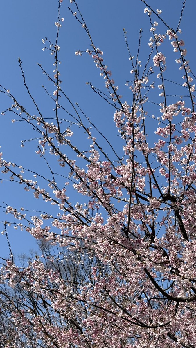 kokoro3346's tweet photo. 東日本大震災から15年。

「大切な人を亡くした私の心には、もう花は咲かない」
そんな言葉を見たことがあります。

失ってしまった花は、
きっと同じ形では二度と咲���ないのかもしれません。

それでも、
いつか心のどこかに
新しい花が静かに咲く日が来ることを願っています。

偽善に見えるかもしれないけれど、
そう願わずには��られません。

忘れないこと。
想い続けること。
#東日本大震災 #東日本大震災から１５年