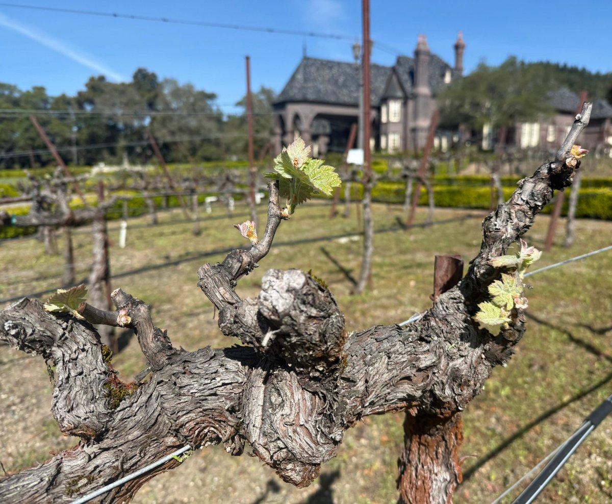 ledsonwinery tweet media