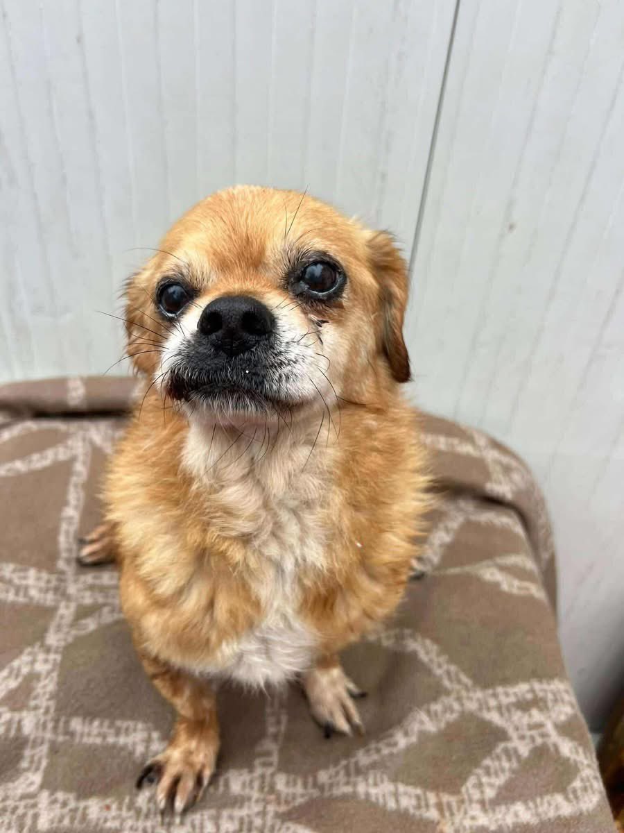 Kleiner Peki-Opa❤️❤️WINNIE❤️❤️
ca. 10 (-13) Jahre alt.
Winnie ist lt. Behörde 13 Jahre, wird von unseren Tierärzten auf eher 10 Jahre geschätzt. 

Winnie ist ein netter, noch sehr agiler Opa, der Katzen liebt. Bei uns in der Klinik wohnt er sogar mit einer Mieze zusammen.