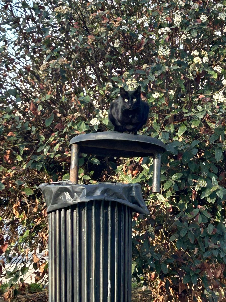 Charlie Salmon tweet media