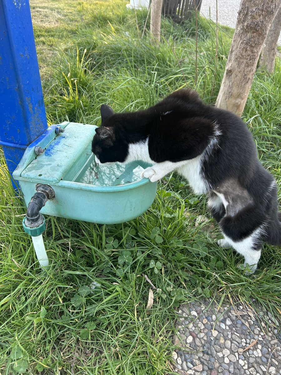 Charlie Salmon tweet media