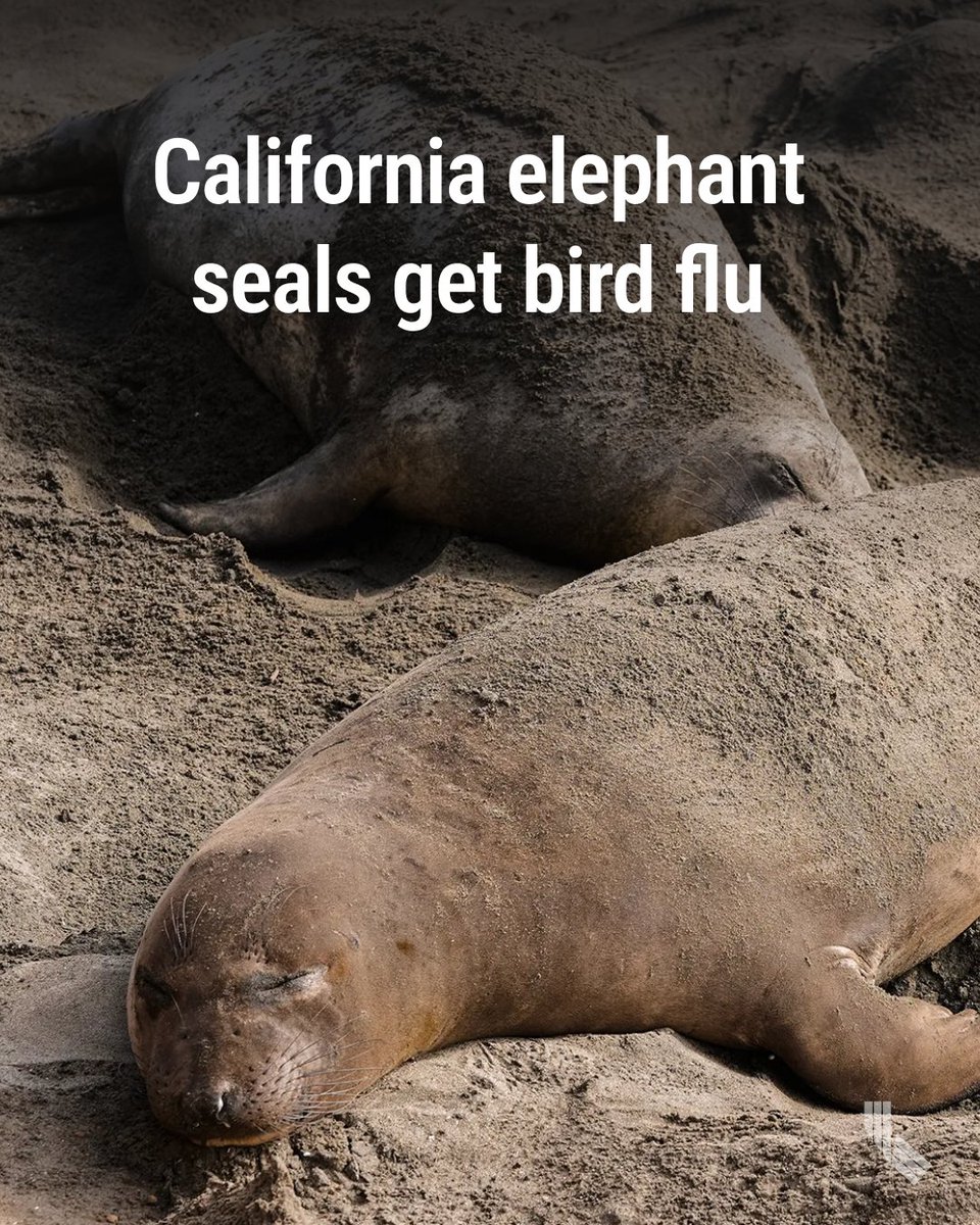 CalMatters tweet media