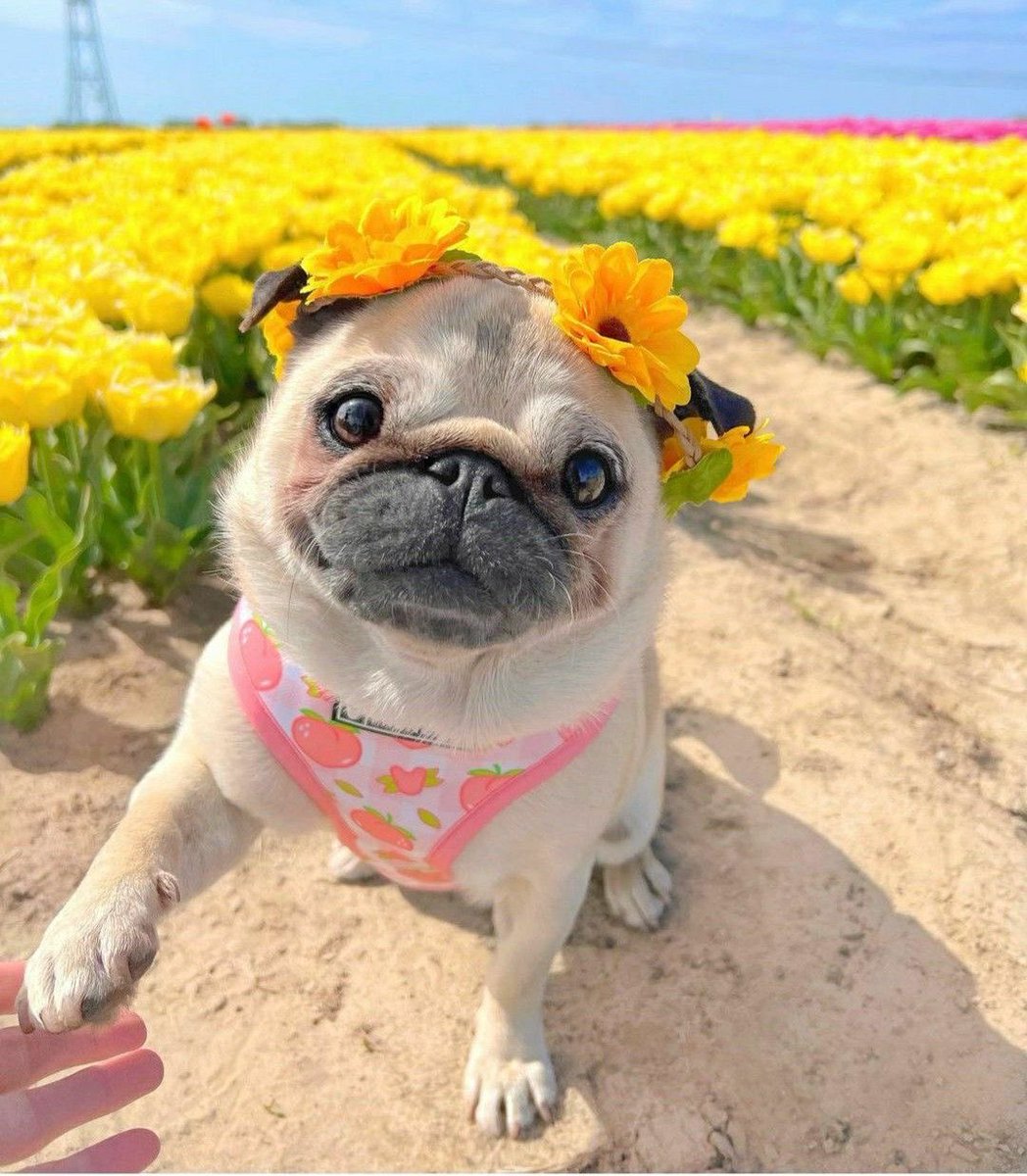 💖 (@twaniimals) on Twitter photo 