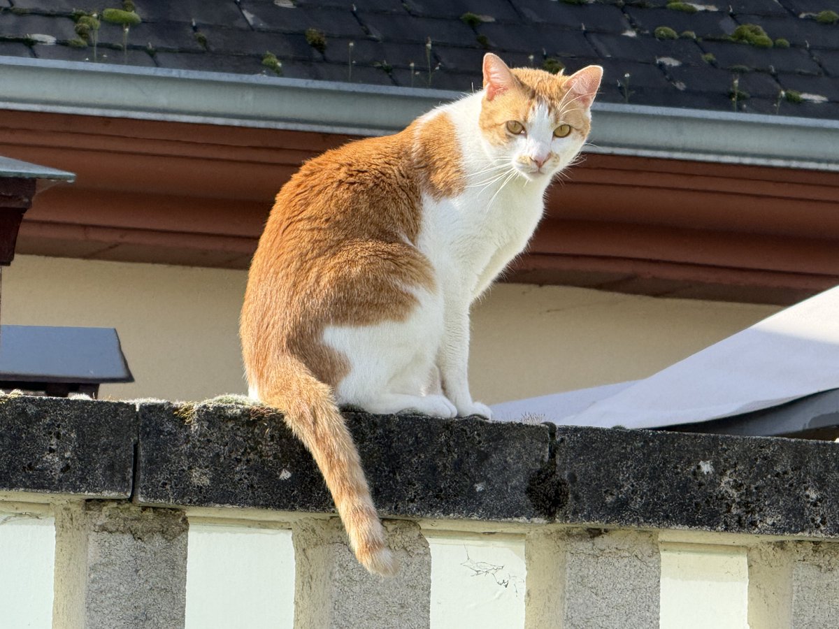 Sabía que buscaba su mirada.