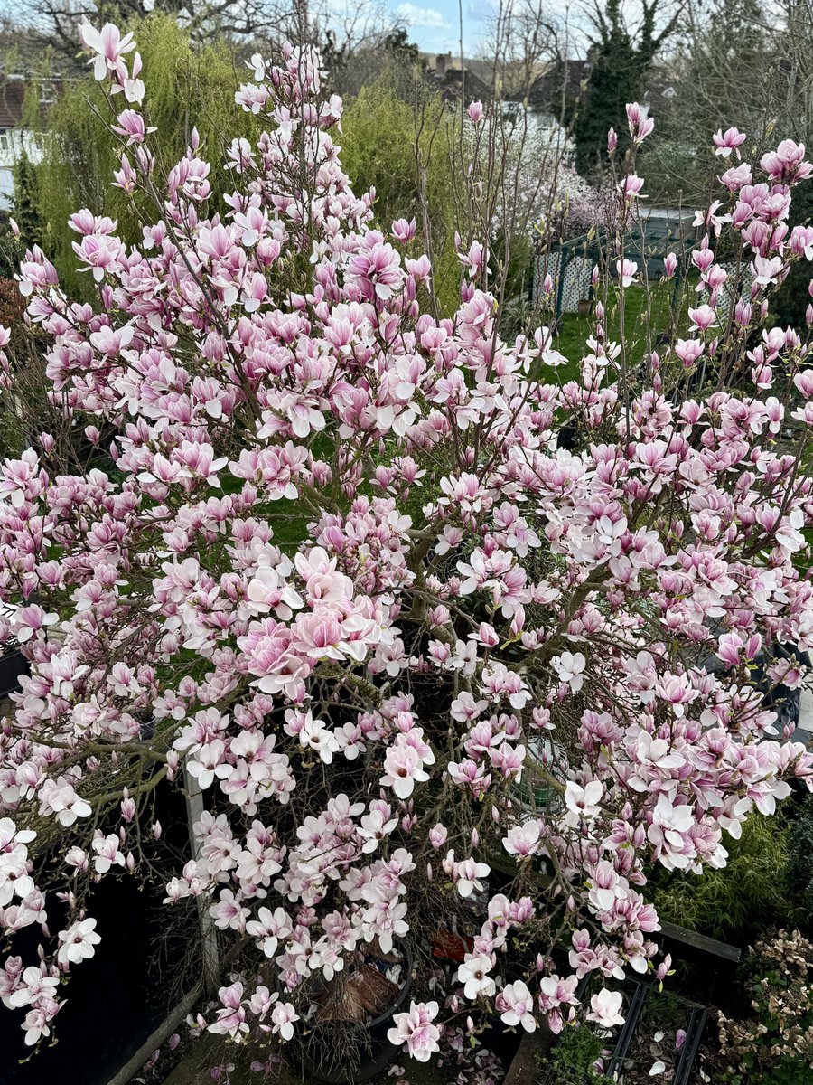 Urbanponds101 tweet media