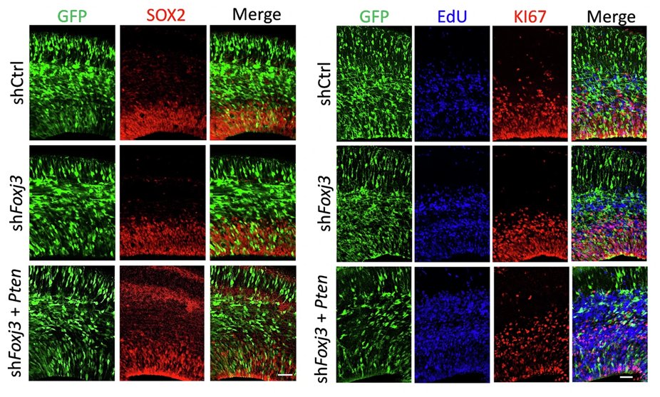 Neural Cell News tweet media