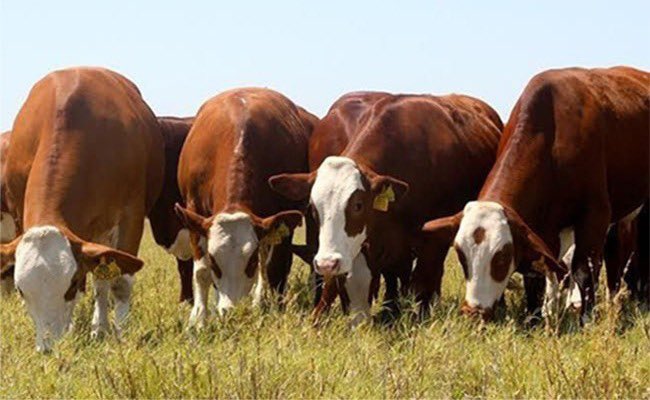 gobdecordoba's tweet image. 🌾 En #Córdoba el agro no solo produce: también agrega valor, innova y genera #desarrollo.

👉 Un informe de la @FundacionFada, realizado con el acompañamiento de @AgenciaIyE, destaca el potencial del sector agropecuario cordobés para transformar su #producción en más #trabajo,