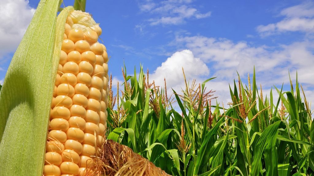 gobdecordoba's tweet image. 🌾 En #Córdoba el agro no solo produce: también agrega valor, innova y genera #desarrollo.

👉 Un informe de la @FundacionFada, realizado con el acompañamiento de @AgenciaIyE, destaca el potencial del sector agropecuario cordobés para transformar su #producción en más #trabajo,