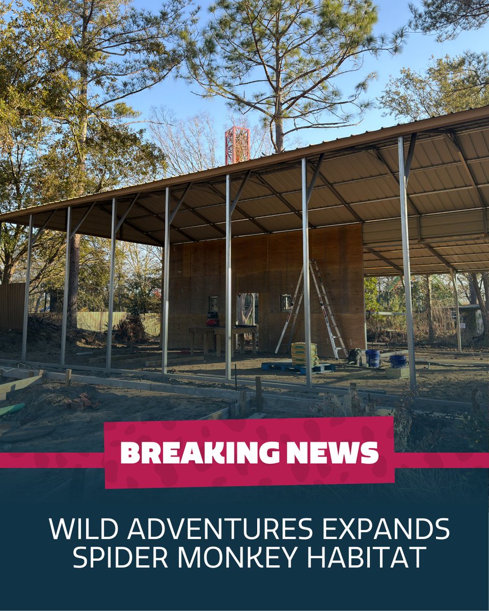 BREAKING NEWS: Wild Adventures expands Spider Monkey habitat. bit.ly/3MZJcee