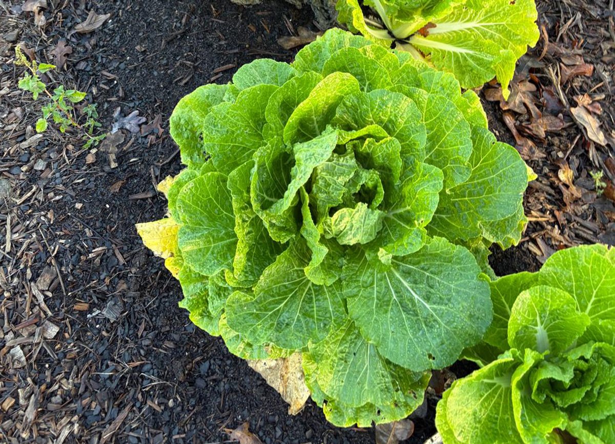 Texas A&M AgriLife Research tweet media