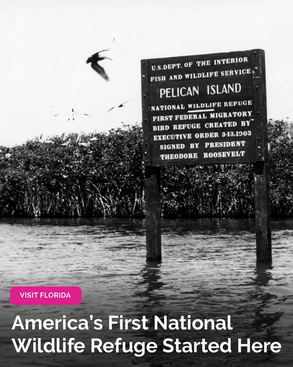 VISIT FLORIDA tweet media