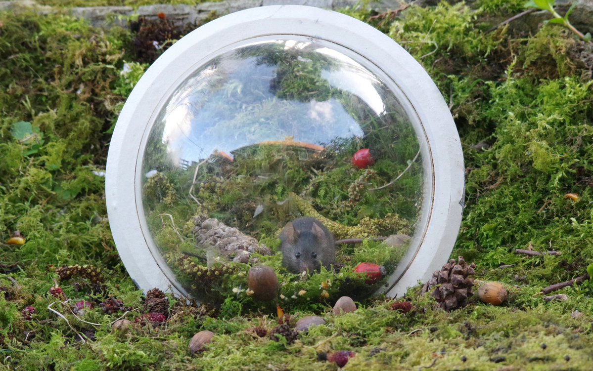 under the dome Mouse style .