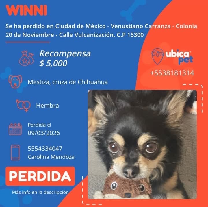 🟠 PERDIDA 🟠
👉 Más info: ubicapet.com.mx/perdidos/winni…
P6512
▪️Winni
▪️Hembra 
▪️Mestiza,  cruza de Chihuahua 
▪️Color golondrino,  (negra con las cejas, el hociquito,  el pecho y las patas color miel)
▪️Sin Collar 
▪️Sin Placa
▪️CDMX 
▪️Alc Venustiano Carranza 
▪️Col 20 de Noviembre