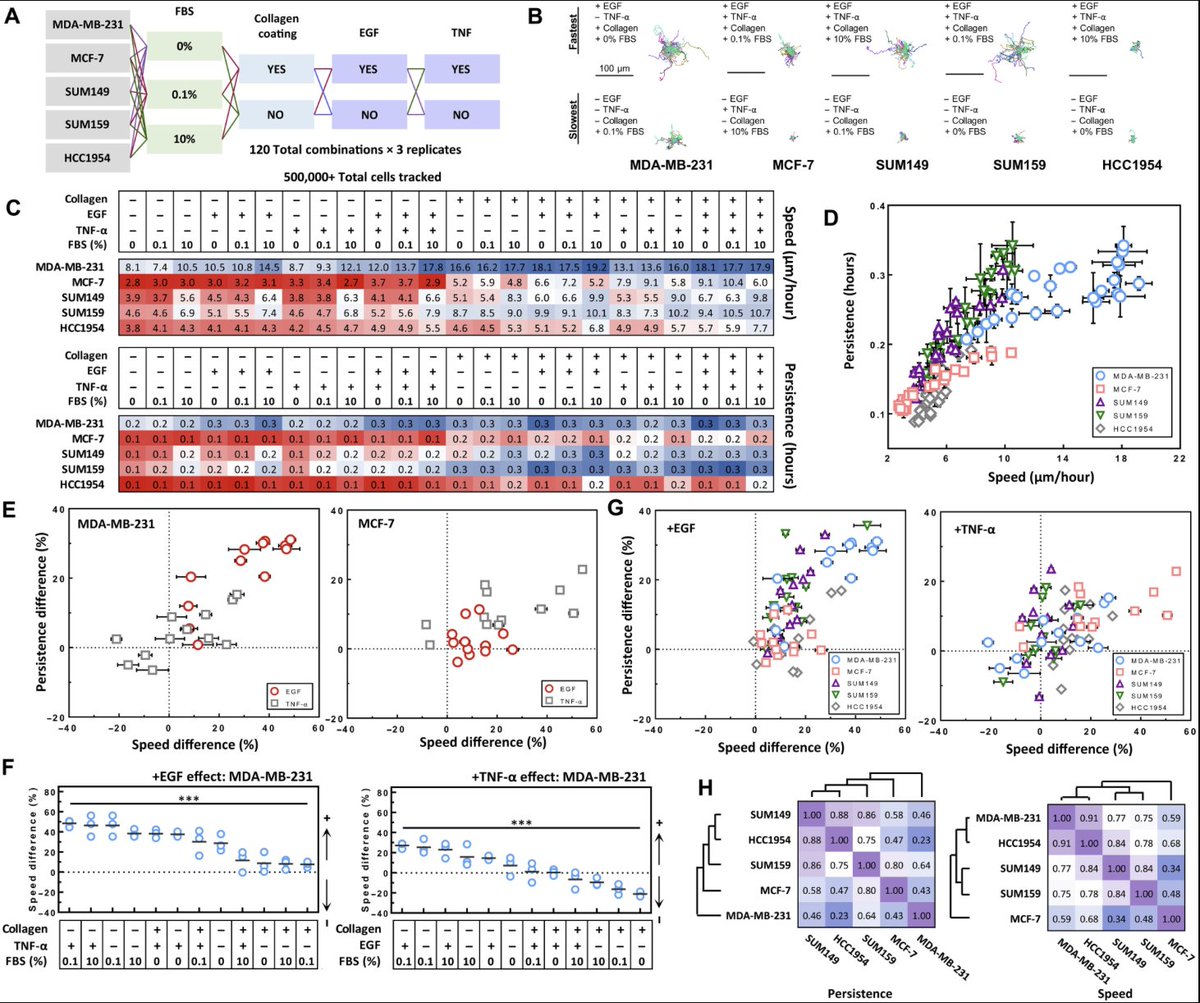 Denis Wirtz tweet media