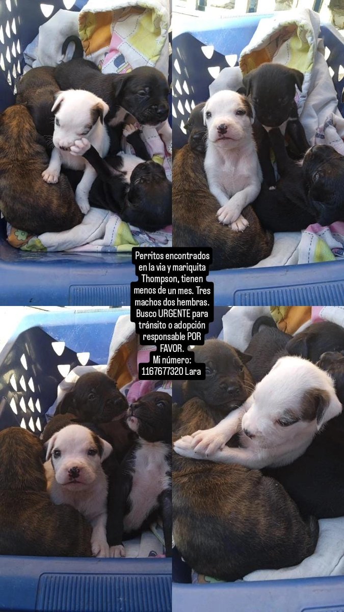 Fueron encontrados buscan familias responsables 🙏🙏🙏