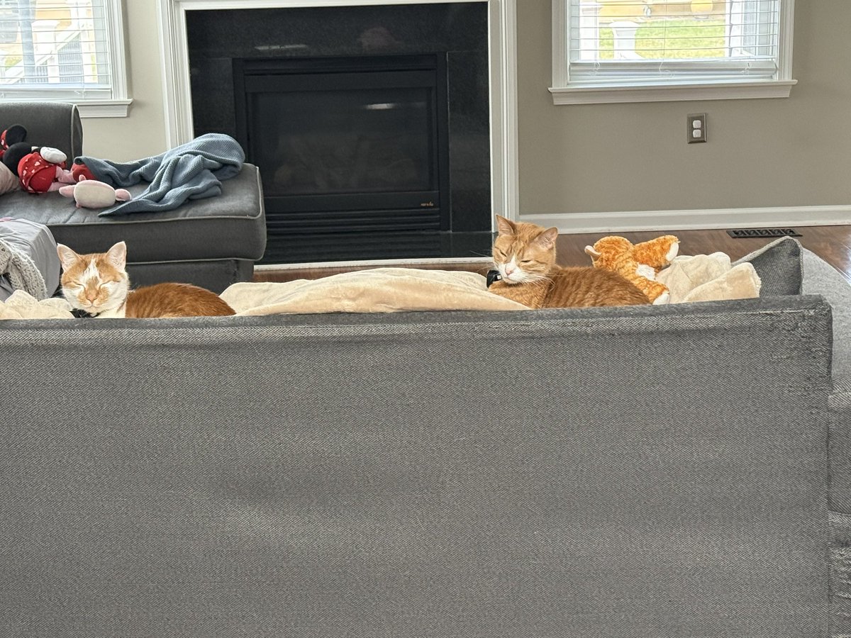 Sarge 🧡 tweet media