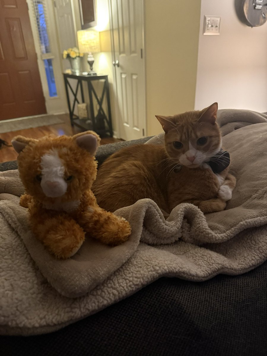 Sarge 🧡 tweet media