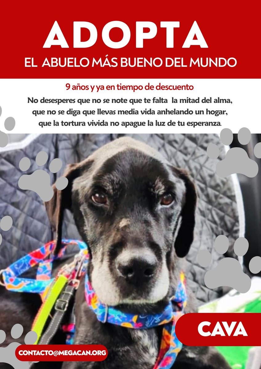 #SEVILLA
#CAVA tiene 9 años y un triste pasado de maltrato y dolor para ahora acabar en una residencia...

Es dulce y buenísimo y da mucha pena que acabe su vida en una jaula 

Busca a alguien que le cuide con ganas y le dé todo su cariño.

Puede viajar.
Contacto: