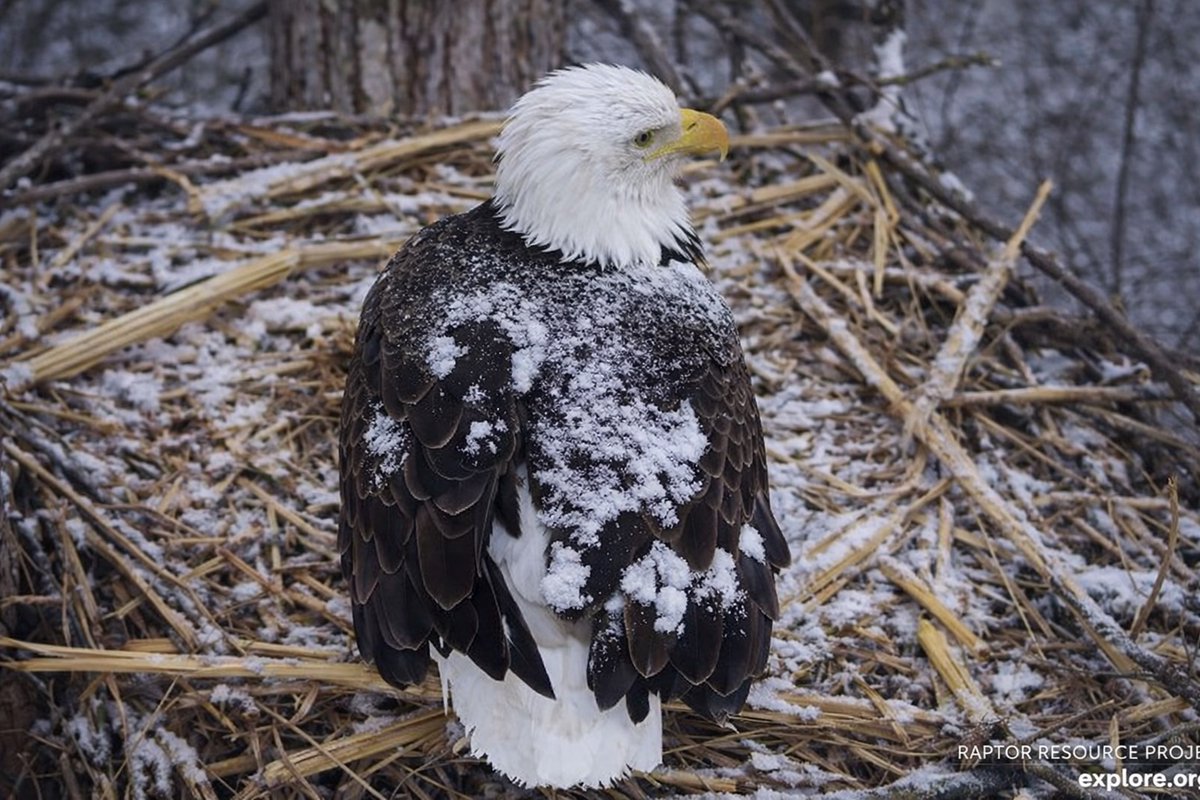 Live Wildlife Cams tweet media