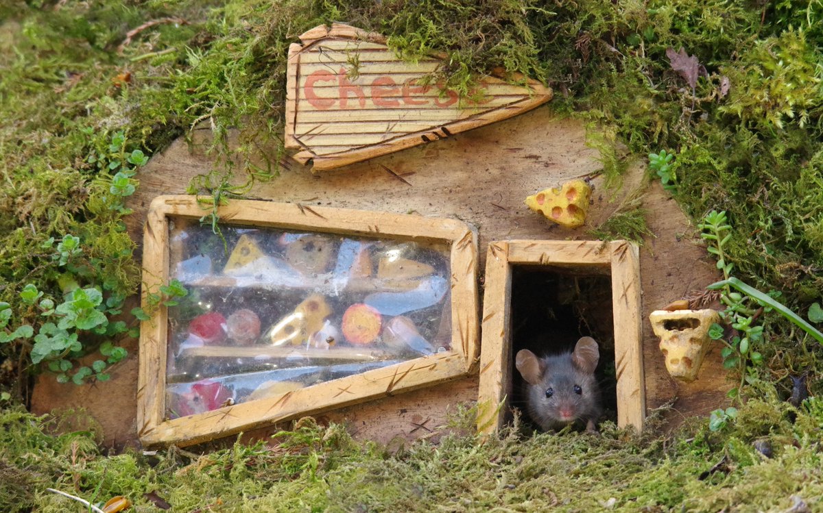 Not  mouse village with out a cheese shop 🤣