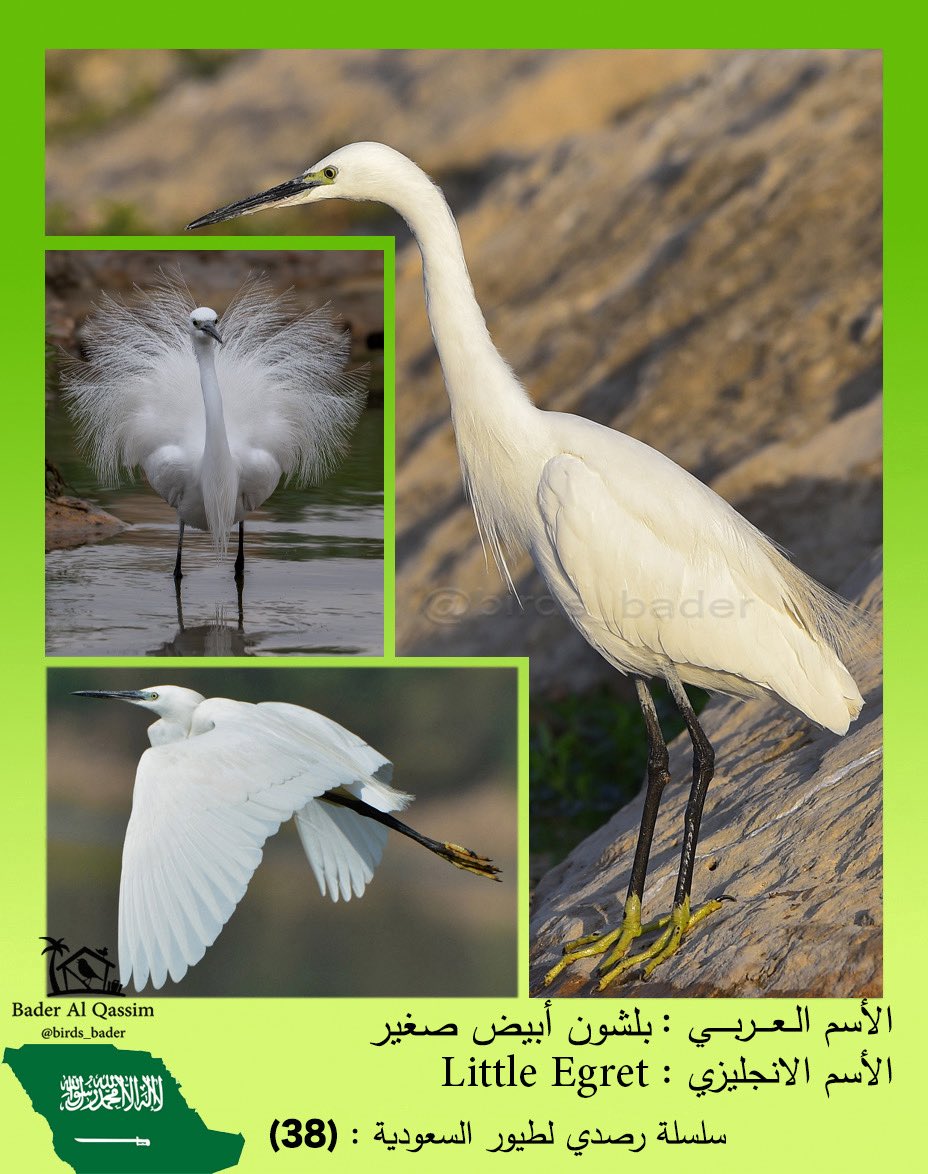 الاسم

بلشون أبيض صغير 

Little Egret

Egretta garzetta

الحالة : مهاجر 

الموقع : الرياض

#السعودية #طيور_السعودية  
#birds #تصويري #saudi_birds #طيور #هشتاق_السعودية  #Egrettagarzetta  

#المركز_الوطني_للتنمية_الحياة_الفطرية