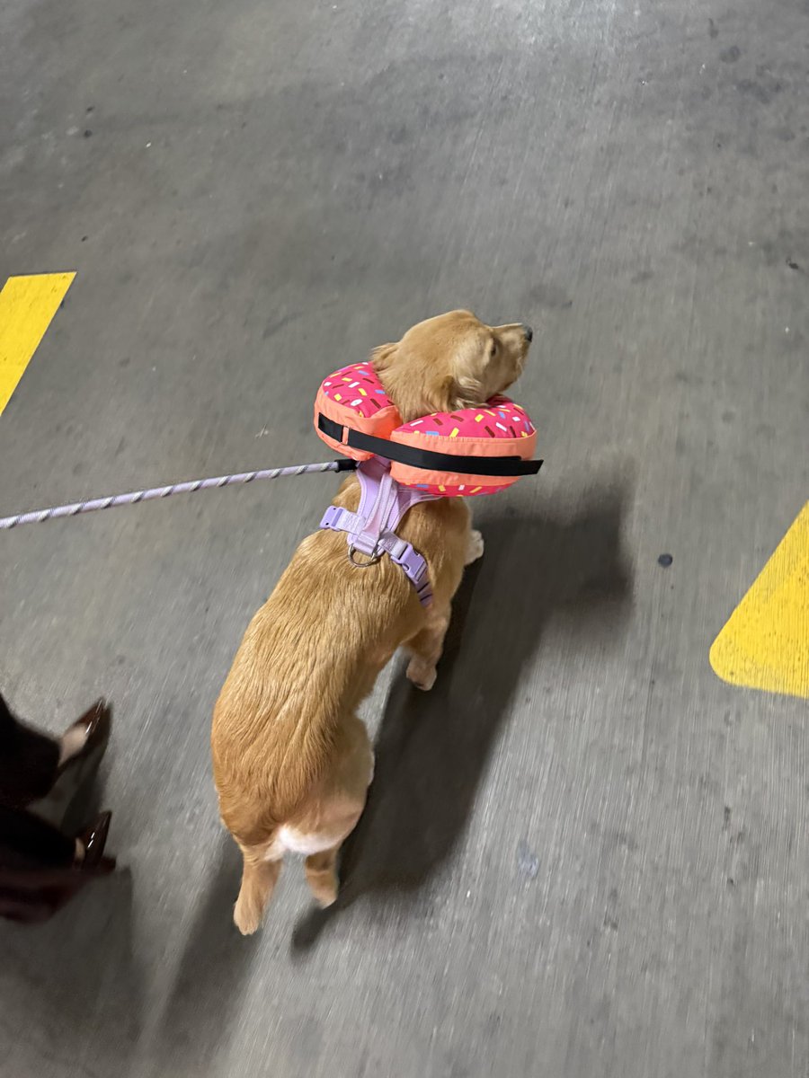 MikeIndo22's tweet image. Day 1,228 of tweeting @vindiesel until he promises me he’s going to put Pepas in the next Fast movie.  I will never stop grinding, I am dedicated #family and I know what this song will do to #FastandFurious #Fast11 needs this. I need this. Athena needs this.