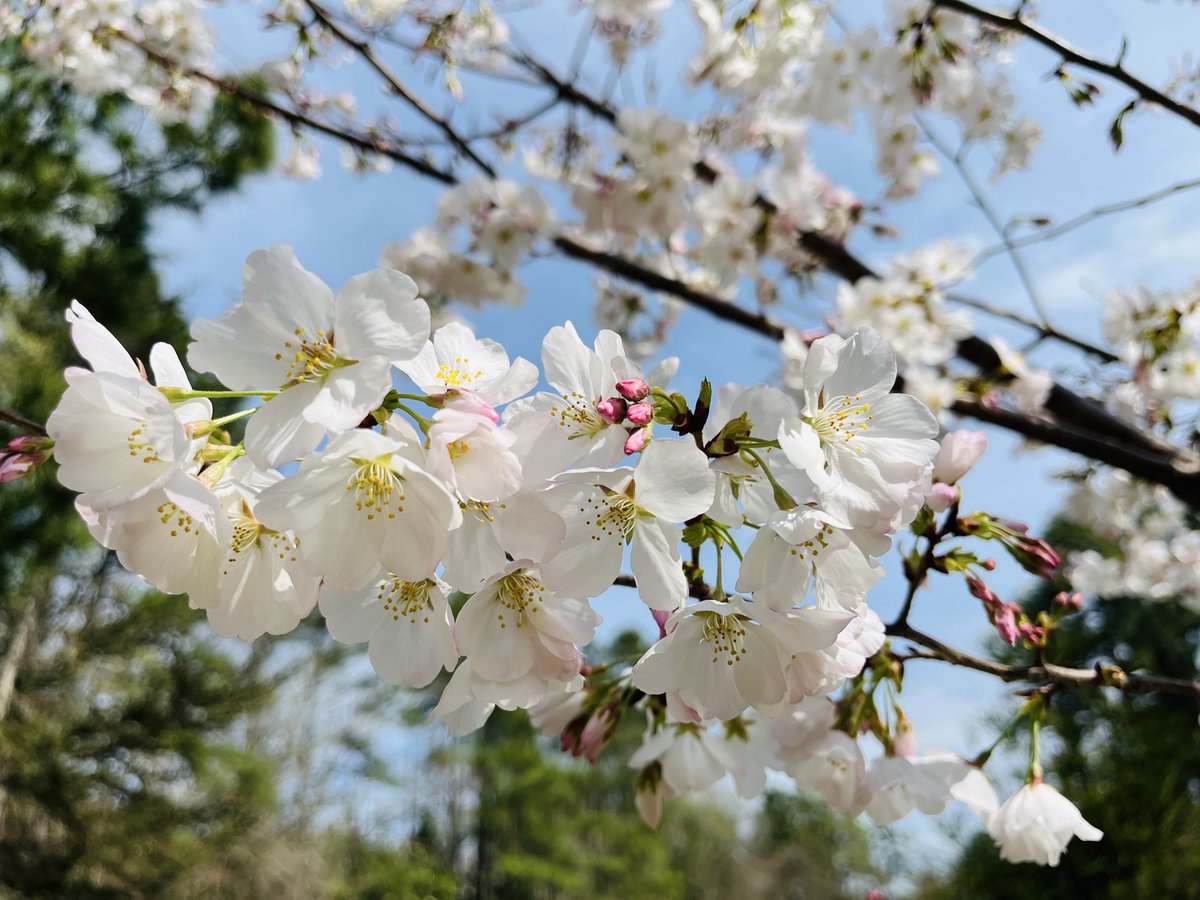 Duke Anesthesiology tweet media