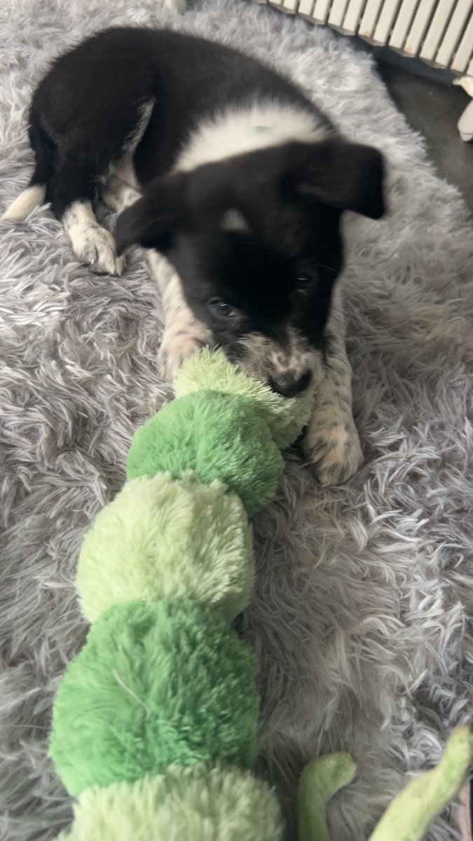 Bored 🍃🦊 tweet media